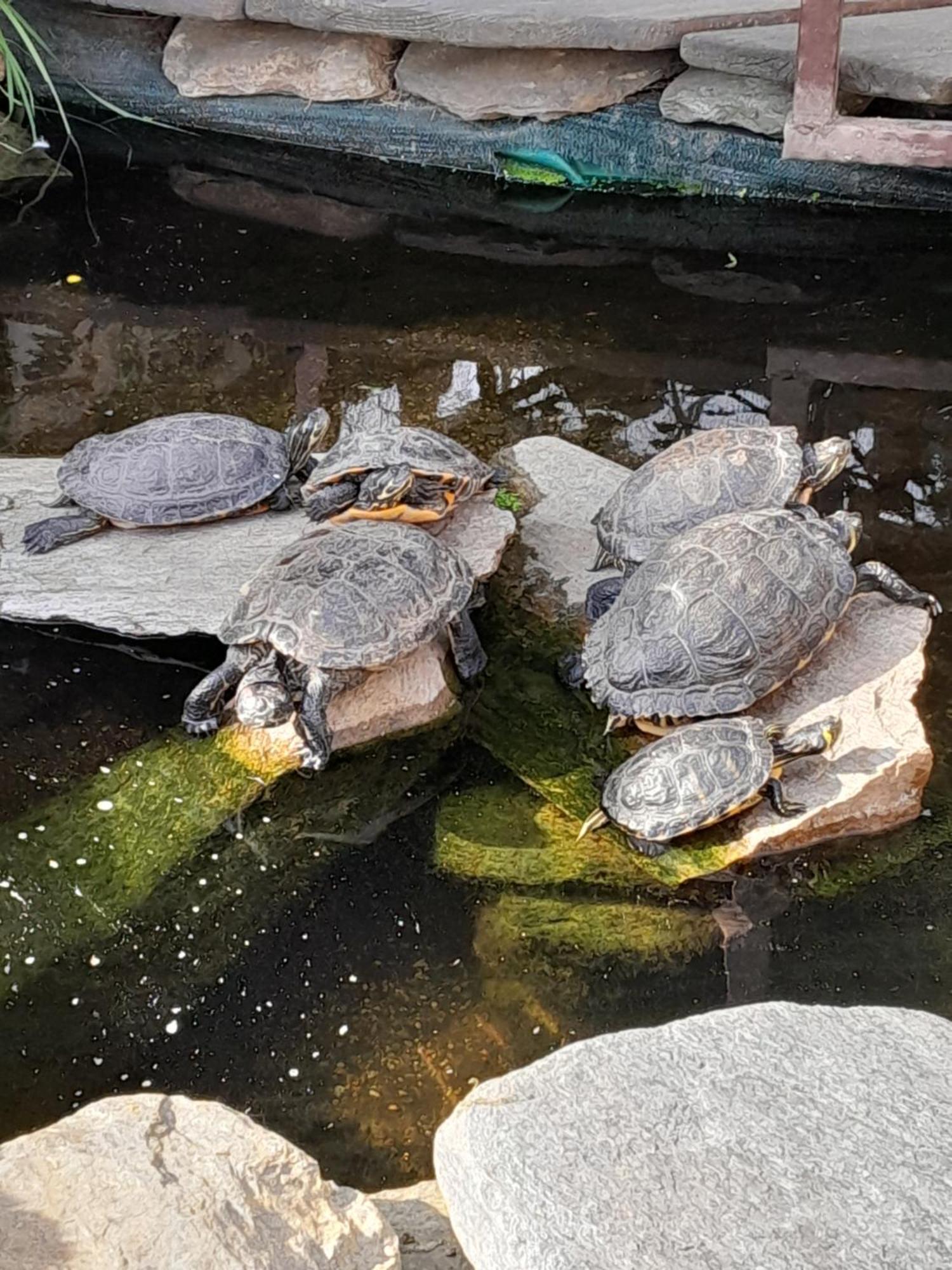 Pokoje Goscinne Skalnik - Agroturystyka Kostrzyn nad Odra Esterno foto